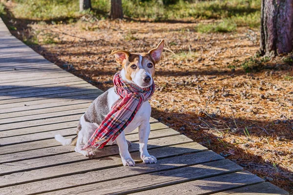 穿着围巾的可爱的狗坐在木制木板路上看着相机 — 图库照片