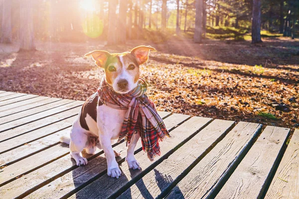 穿着围巾的可爱的狗坐在木制木板路上看着相机 — 图库照片
