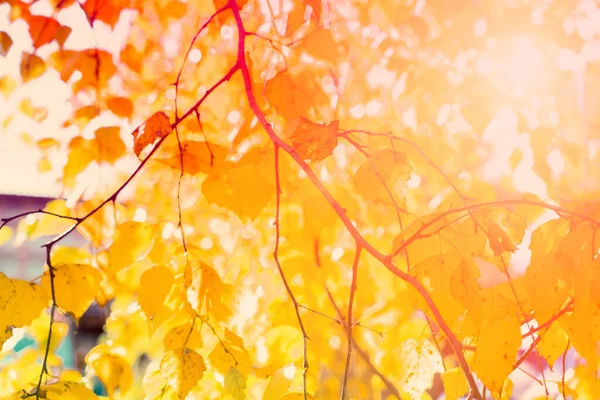 秋日背景下的白桦树黄叶 — 图库照片