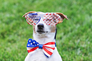 Yıldız ve çizgili gururlu köpek Amerikan bayrağıyla güneş gözlüğü