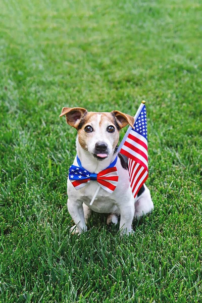 Proud dog in stars and stripes sunglasses with American flag — Stock Photo, Image