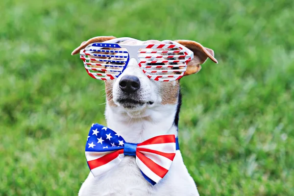 Proud dog in stars and stripes sunglasses with American flag — Stock Photo, Image