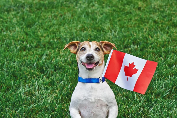 Dog sitting on grass with canadian flag on green grass. Celebration of canada day.Happy Canada day