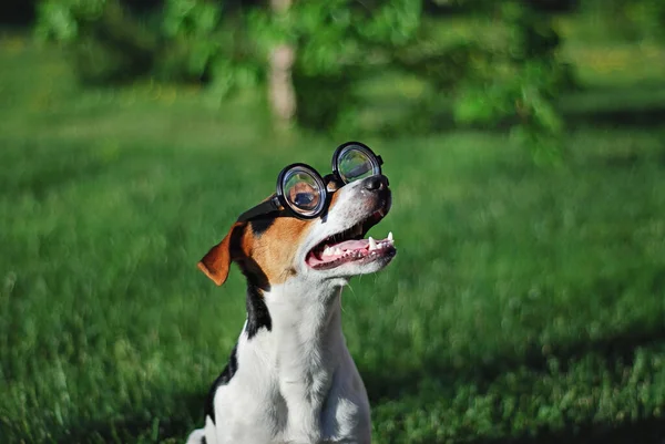 Pies w okrągłych okularach do czytania z otwartymi ustami — Zdjęcie stockowe