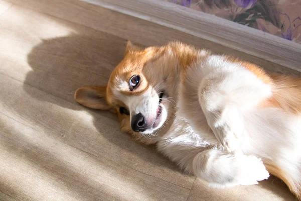 Kızıl saçlı Corgi köpek yavrusu