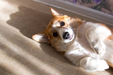 Kızıl saçlı Corgi köpek yavrusu