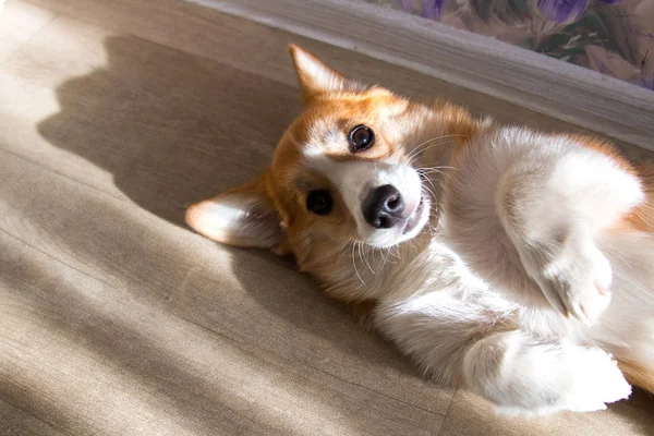 Kızıl saçlı Corgi köpek yavrusu