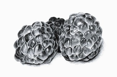 Ahududu beyaz bir arka plan üzerinde elle çizilmiş siyah tükenmez kalem çizimi.