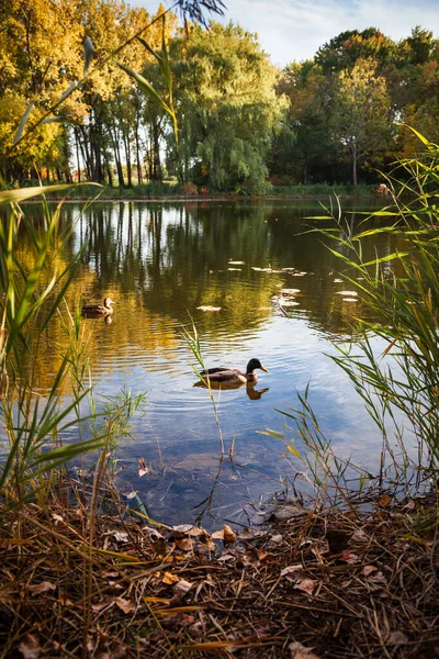 Őszi táj a park Montreal — Stock Fotó