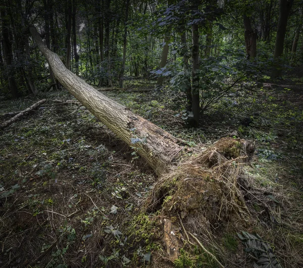 Dire arbre forestier soufflé par le vent — Photo