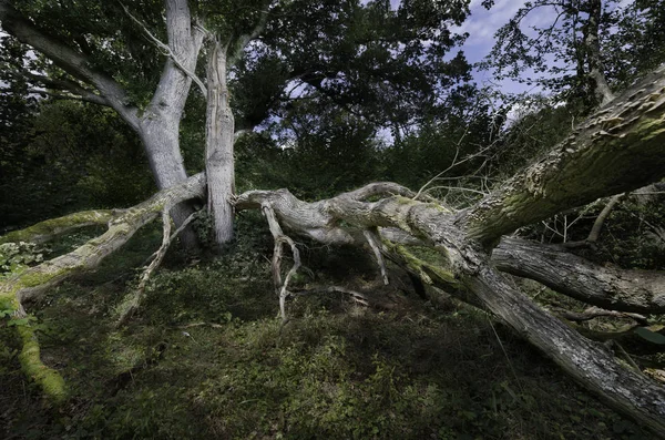Большое лесное дерево сильно повреждено сильными ветрами — стоковое фото