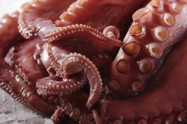Ham Ahtapot Macro görünümünün Dokunaçlarının Kapanışı.