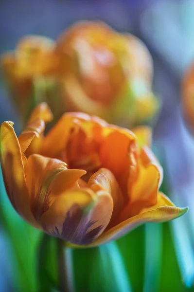 Молодые Оранжевые Тюльпаны Стиле Пиона Размытом Фиолетовом Фоне Закрывай Мягкий — стоковое фото