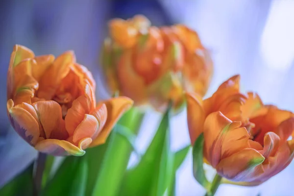 Young orange peony style tulips on blured violet background . Close up. Soft focus.