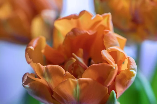Makro Postrzelone Płatki Młodego Pomarańczowego Tulipana Miękkie Skupienie Pomazane Pastelowe — Zdjęcie stockowe