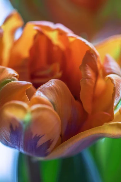 Macro Disparó Dentro Los Pétalos Del Joven Tulipán Naranja Foco —  Fotos de Stock