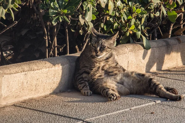 Eine Faule Stadtkatze Liegt Auf Der Straße Macht Siesta Und — Stockfoto