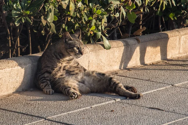 Pigro Gatto Città Sdraiato Strada Prendendo Siesta Non Affretta Nessuna — Foto Stock