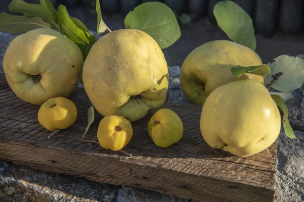 Ώριμοι Καρποί Μεγάλο Κυδώνι Και Henomeles Chaenomeles Japonica Thunb Λίντλ — Φωτογραφία Αρχείου