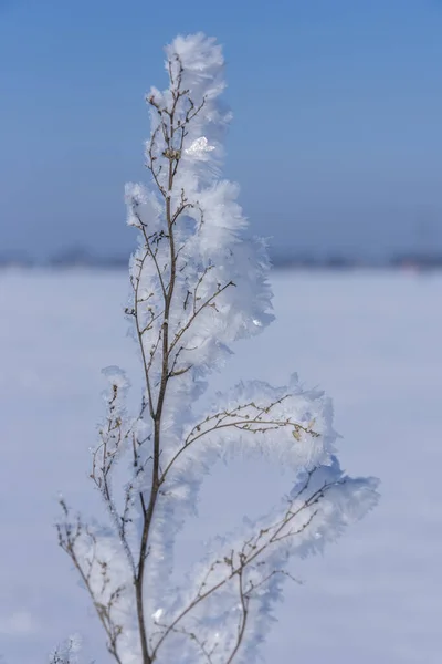 Branch Ice Covered Blurred Natural Background Hoarfrost Dried Flowers Backlight — Stock Photo, Image