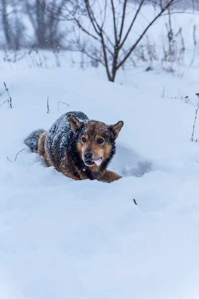 在寒冷的雪天吃冻骨的狗 — 图库照片