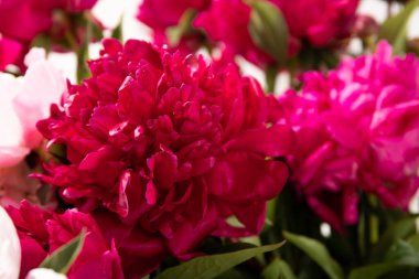 Şakayıklar yakın plan. Bahar Çiçekleri. Tatil