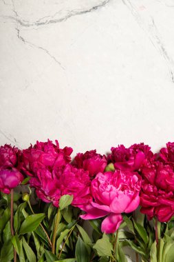 Gri arka planda güzel şakayıklar. Üst görünüm, metin için yer.