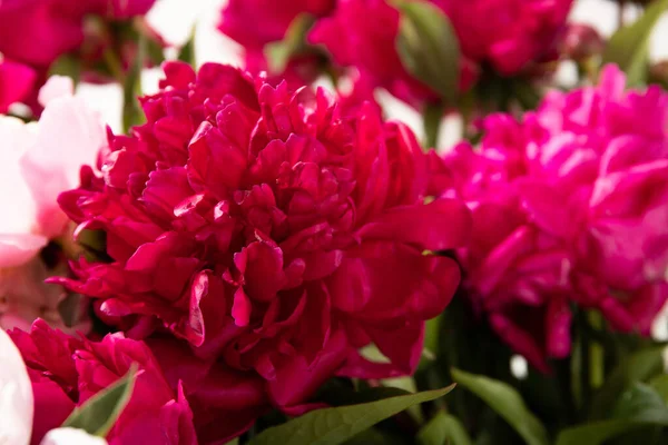 Şakayıklar yakın plan. Bahar Çiçekleri. Tatil