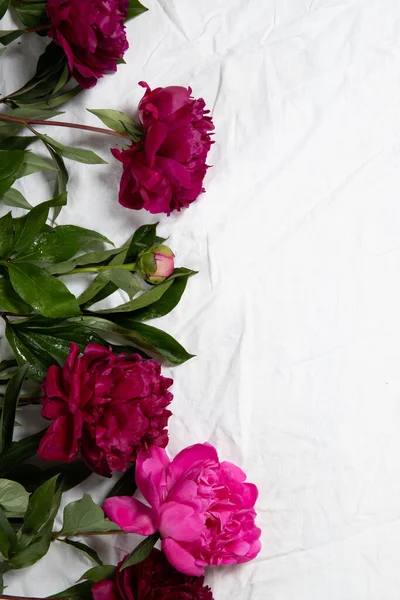 Beautiful peonies on a white background. Top view, place for text.