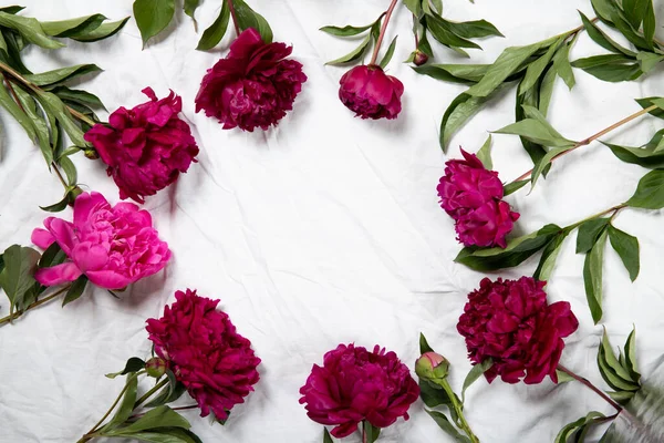 Beautiful peonies on a white background. Top view, place for text.