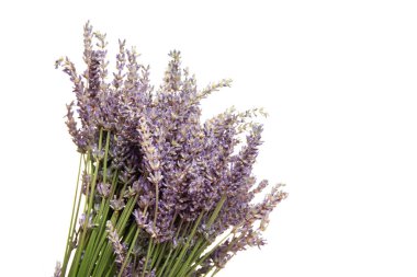 Lavanta çiçekleri, beyaz arka planda izole edilmiş.