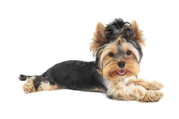 Yorkshire Terrier Lies Isolated White Background — Stock Photo, Image