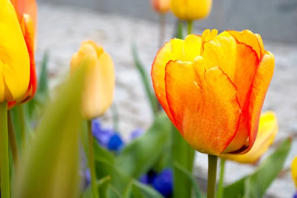 Flowers Temple Square Salt Lake City Utah Stock Picture