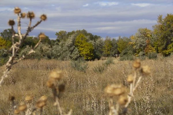 Open Field Some Trees Distance Lehi Utah Stock Photo