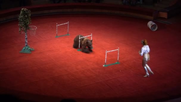 KURSK - JUNE 6: circus performance of animals — Stock Video