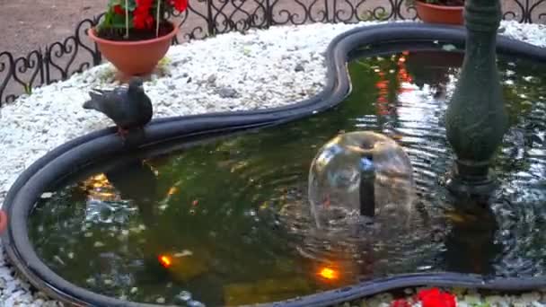 Taube trinkt aus einem sehr schönen Brunnen mit Blumen — Stockvideo