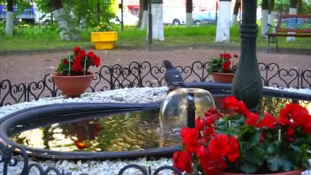 Taube fliegt aus einem sehr schönen Brunnen mit Blumen — Stockvideo