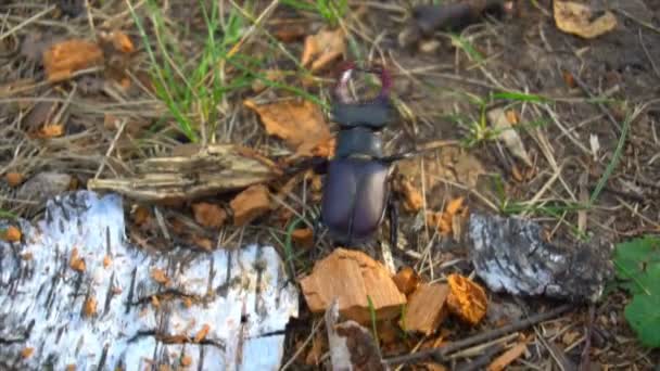 Un ciervo escarabajo en el parque en la tierra. Un hermoso escarabajo se arrastra por la tierra — Vídeo de stock