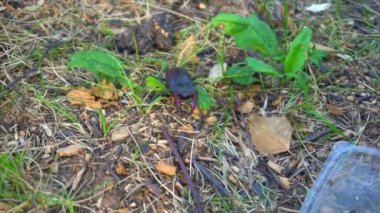 Dünya'daki parkta bir böceği geyik. Güzel bir böcek dünya tarar