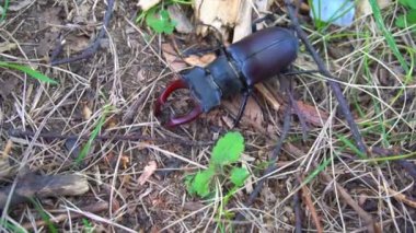 Dünya'daki parkta bir böceği geyik. Güzel bir böcek dünya tarar