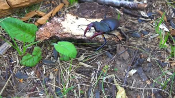 Ein Käferhirsch im Park auf der Erde. ein schöner Käfer kriecht über die Erde — Stockvideo