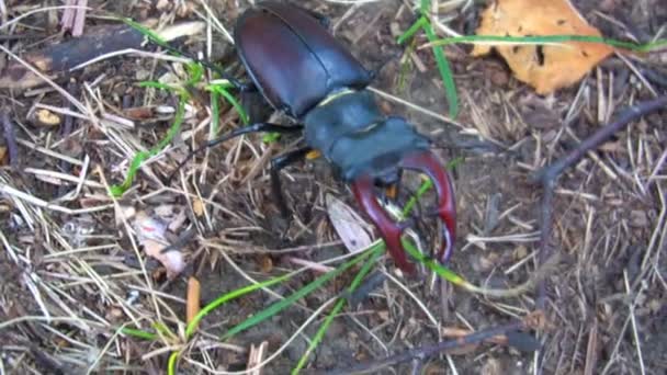 Egy bogár szarvas a parkban a földön. Egy gyönyörű bogár bejárja mentén föld — Stock videók