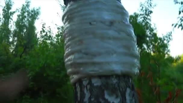 Кунг-фу удари в лісі — стокове відео