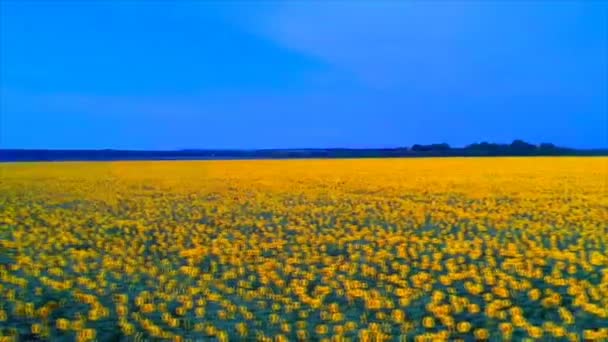 Vue imprenable sur un immense champ de tournesol en Russie en été. Le paysage avec des rangées de tournesols, et leurs pétales jaunes semble pittoresque — Video