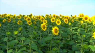 Ayçiçeği bulutlu gökyüzü karşı sahada. Özgün yüksek kaliteli video olmadan herhangi bir işlem. Görüntüleri 4k