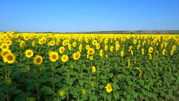 Tournesols sur le terrain contre un ciel nuageux.Vidéo originale de haute qualité sans aucun traitement. Images 4k 