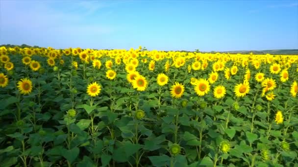 Tournesols sur le terrain contre un ciel nuageux.Vidéo originale de haute qualité sans aucun traitement. Images 4k 