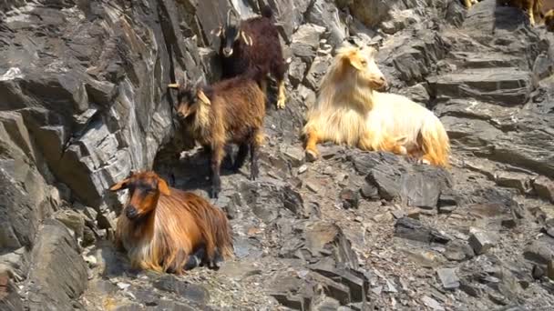 Um grupo de cabras de montanha — Vídeo de Stock