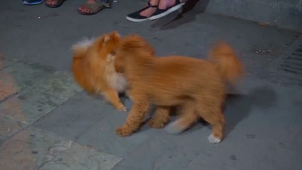 Twee hond buiten spelen van 4k — Stockvideo