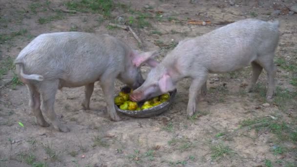 Porcos comem maçãs da bacia — Vídeo de Stock